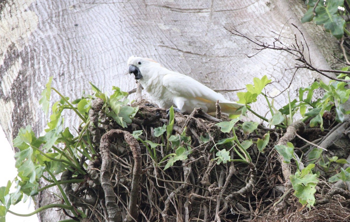 Hybride Cacatoès blanc x C. à huppe rouge - ML652958966