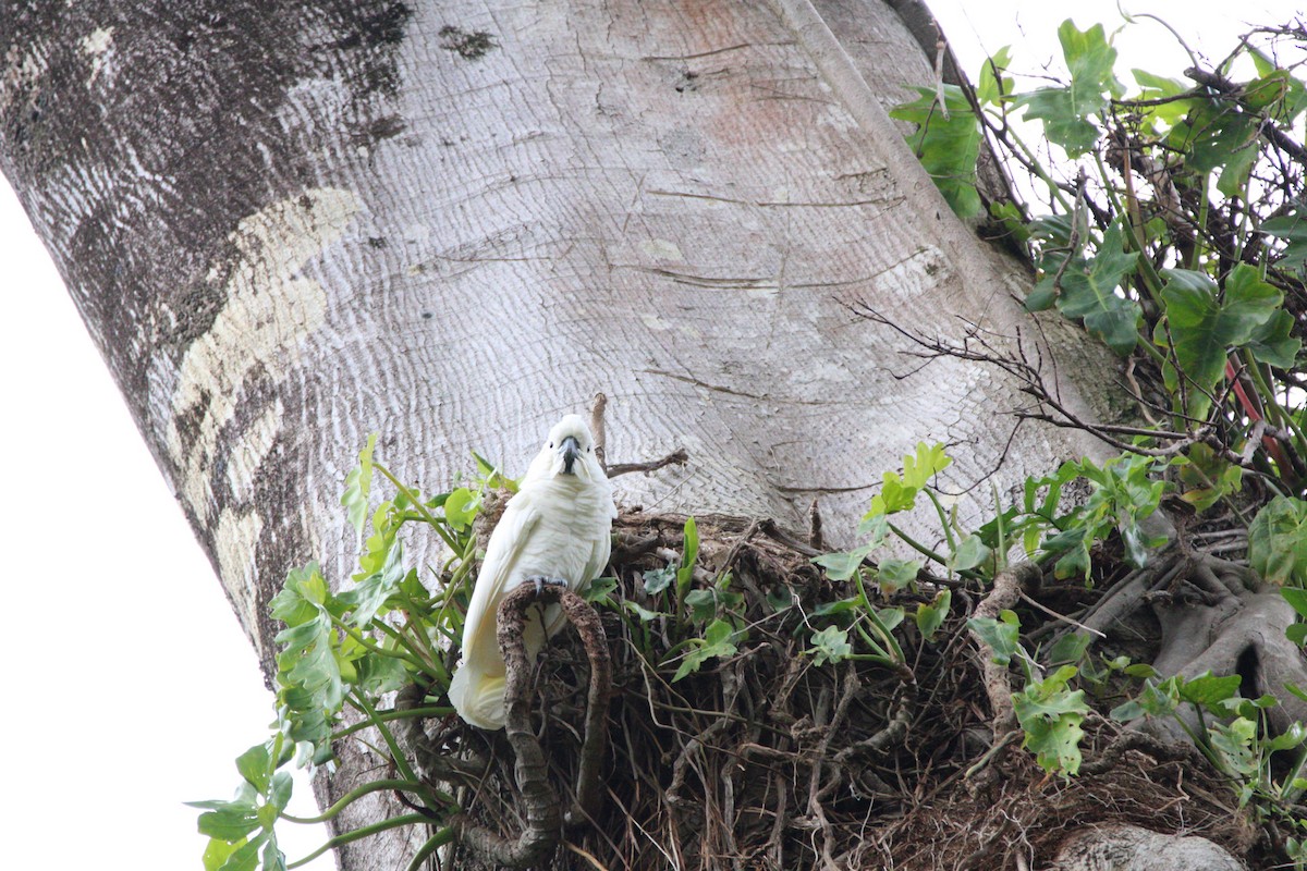 Hybride Cacatoès blanc x C. à huppe rouge - ML652958967