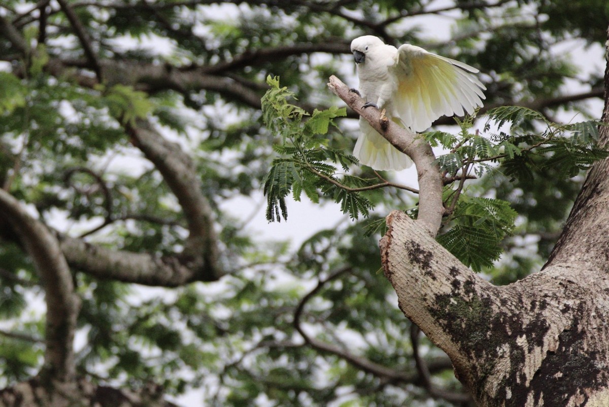 Hybride Cacatoès blanc x C. à huppe rouge - ML652958968