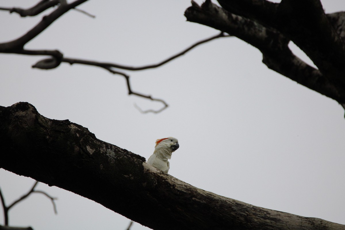 Hybride Cacatoès blanc x C. à huppe rouge - ML652958969
