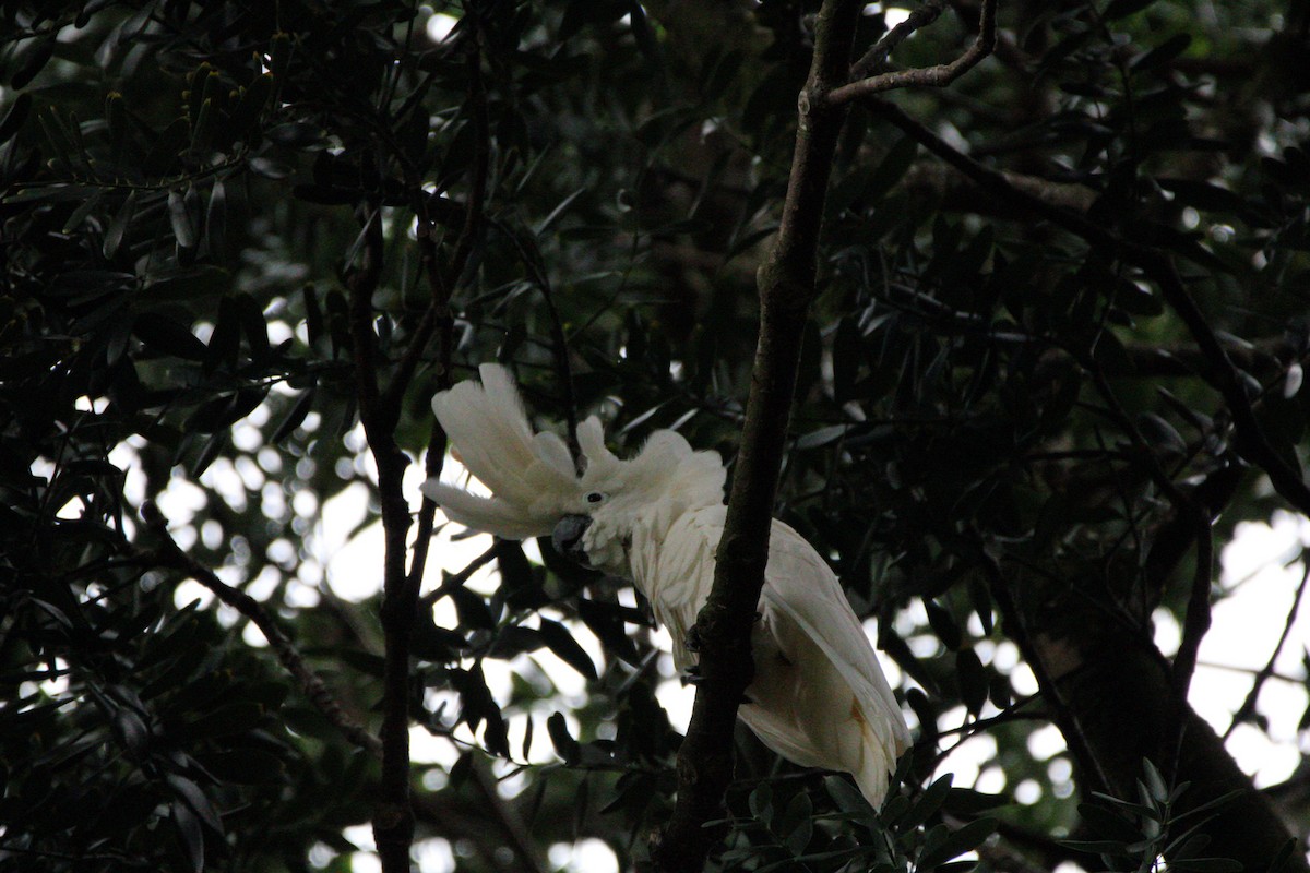 Hybride Cacatoès blanc x C. à huppe rouge - ML652958970