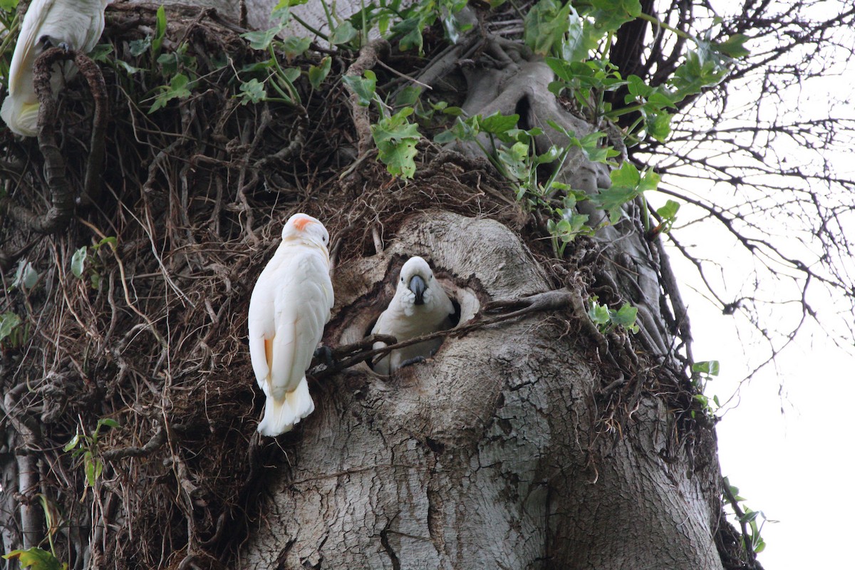 Hybride Cacatoès blanc x C. à huppe rouge - ML652958971