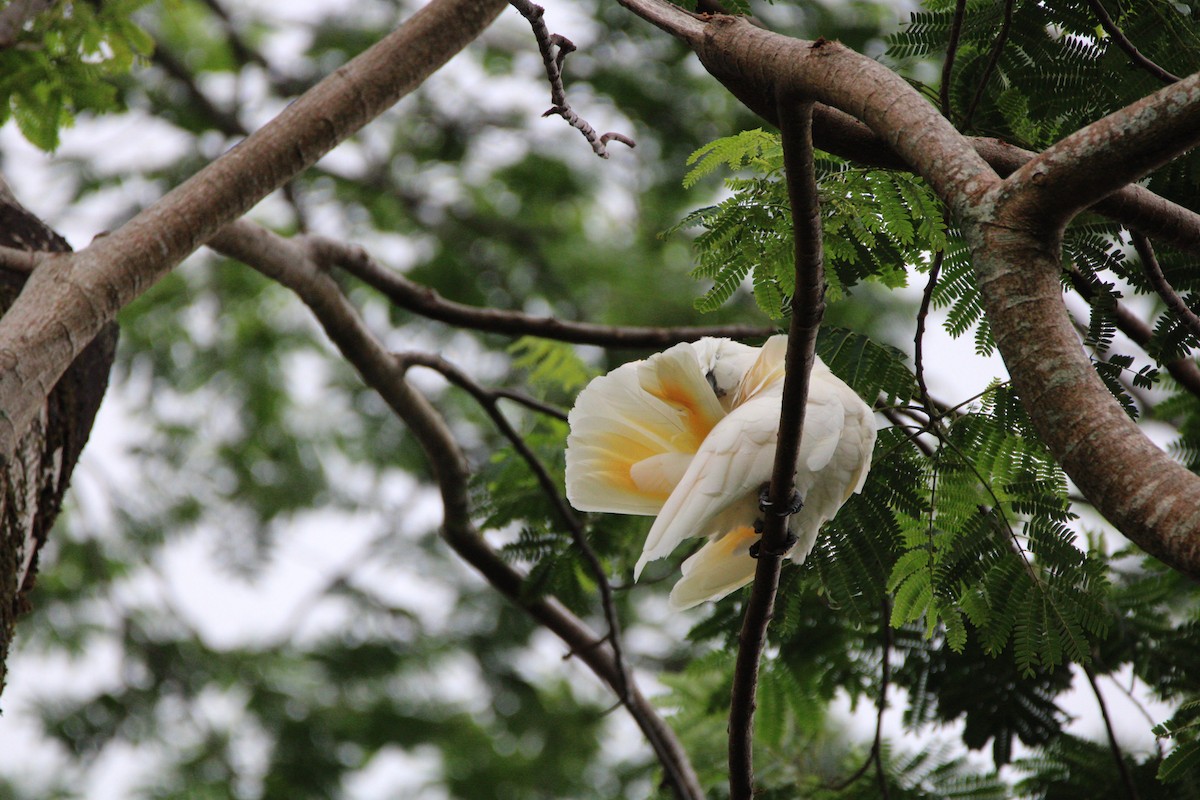 Hybride Cacatoès blanc x C. à huppe rouge - ML652958972