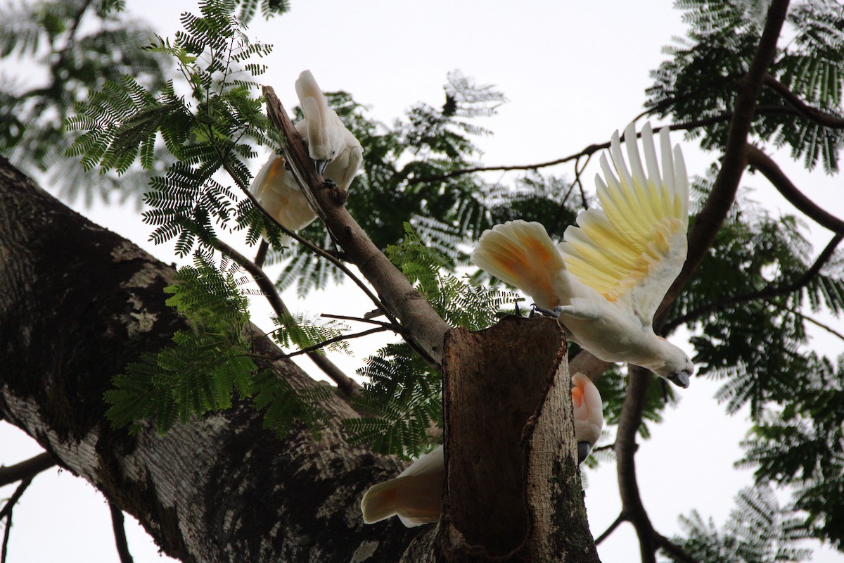 Hybride Cacatoès blanc x C. à huppe rouge - ML652958973
