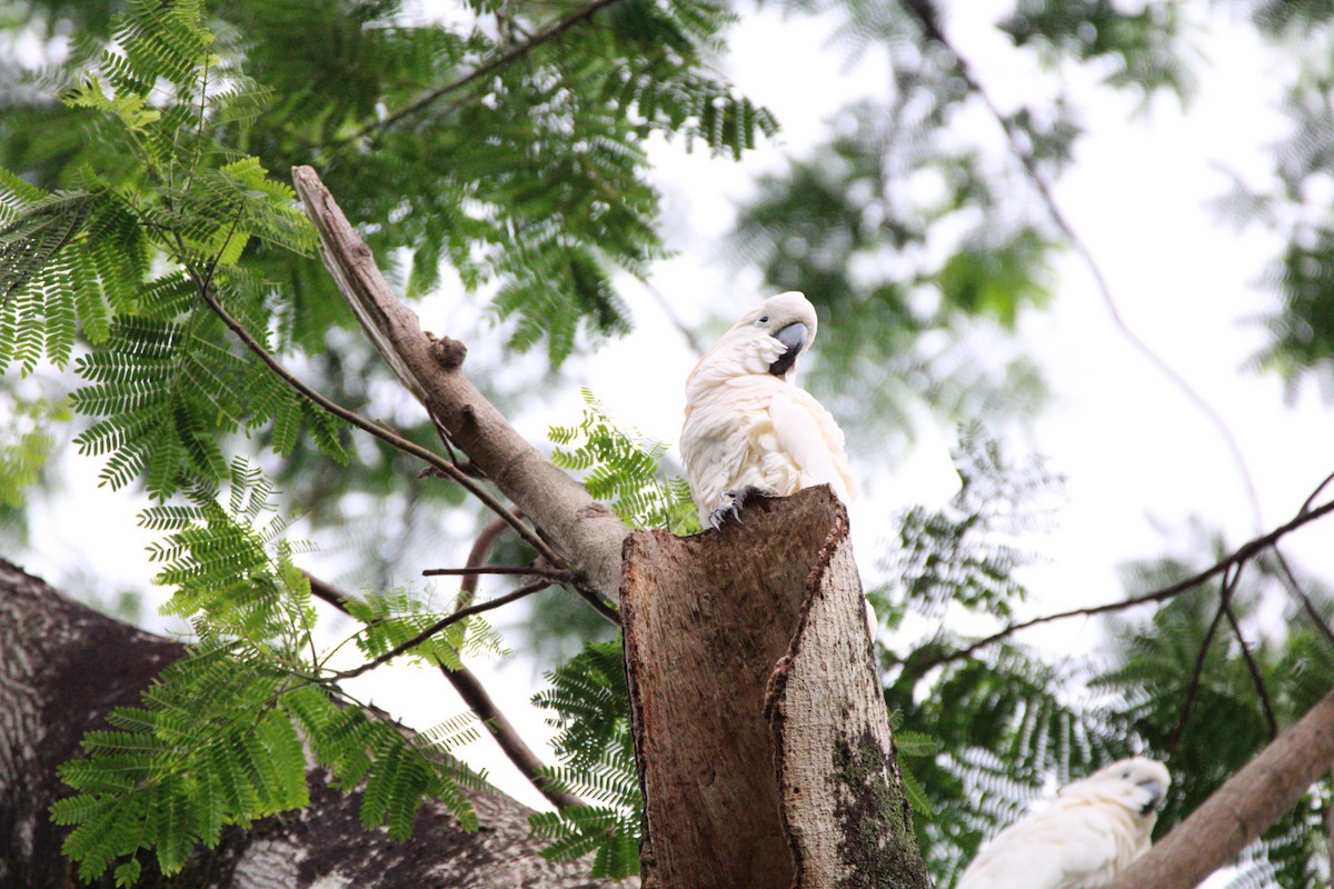 Hybride Cacatoès blanc x C. à huppe rouge - ML652958974
