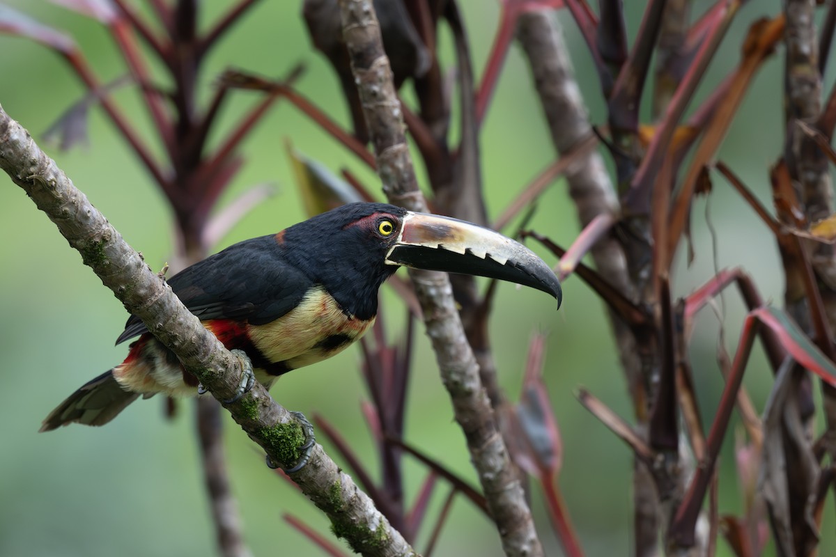 eBird Checklist - 24 Feb 2026 - Amphibia House - 85 species (+1 other taxa)