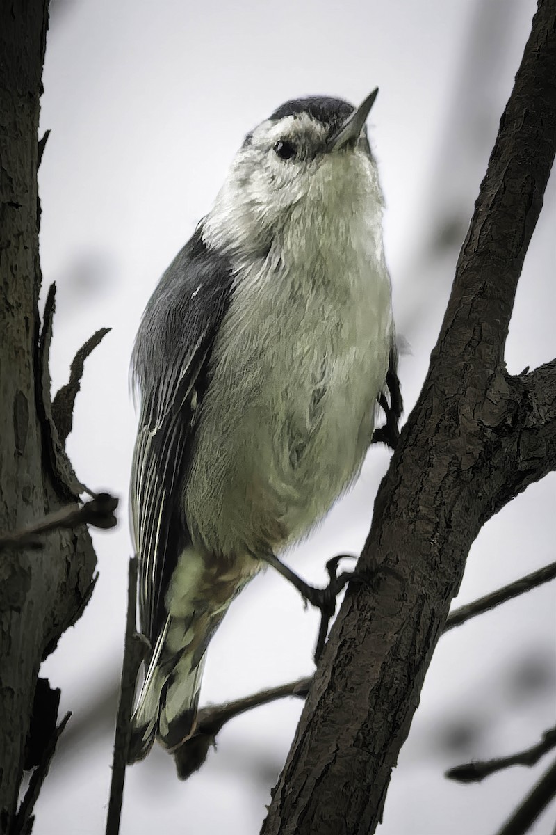 Beyaz Göğüslü Sıvacı - ML652960148