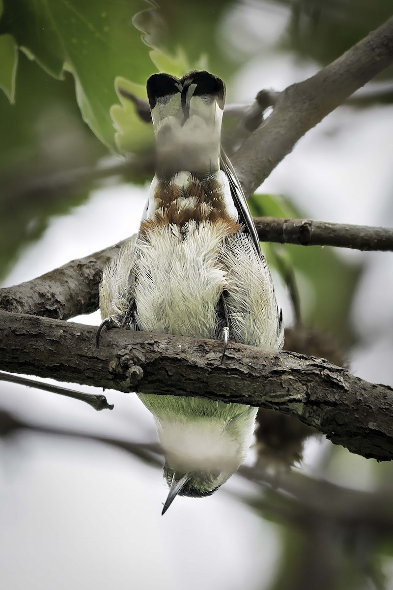 Beyaz Göğüslü Sıvacı - ML652960150