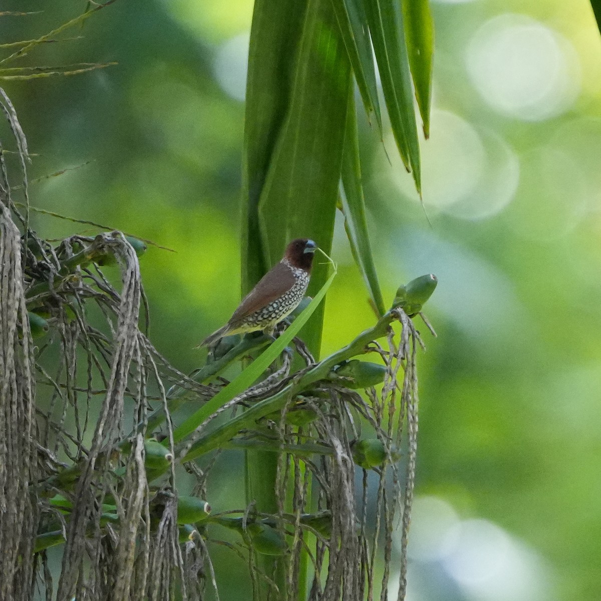 Scaly-breasted Munia - ML652961073