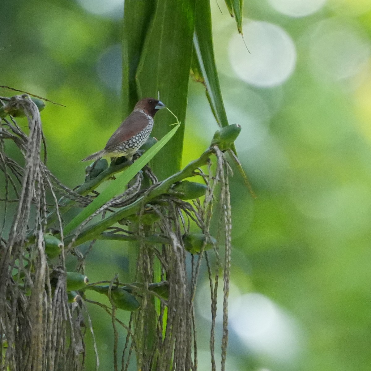 Scaly-breasted Munia - ML652961074