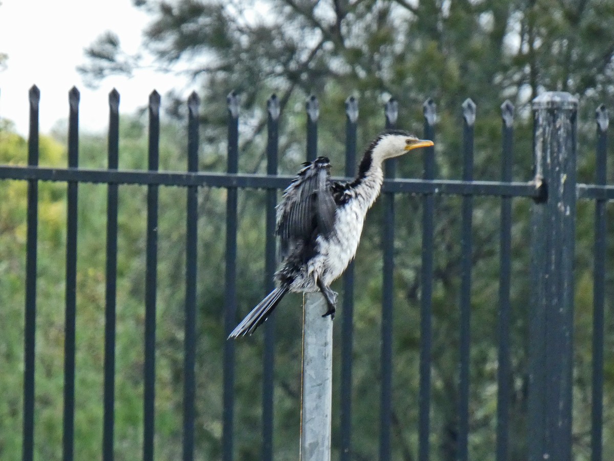 Little Pied Cormorant - ML652961084