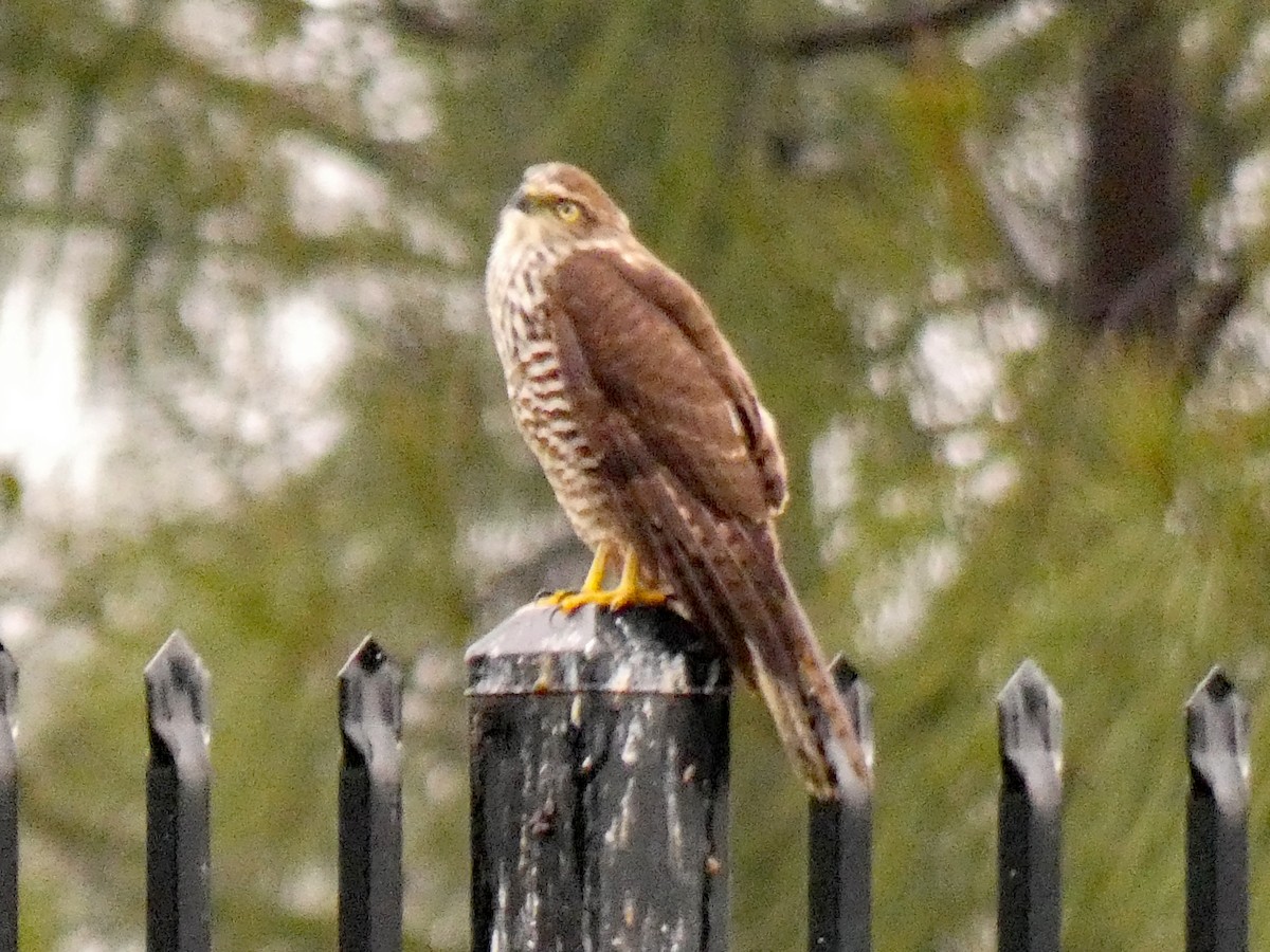 Brown Goshawk - ML652961085