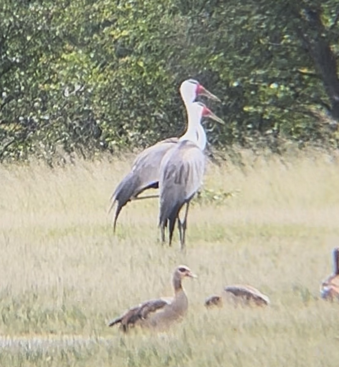 Grulla Carunculada - ML652961140
