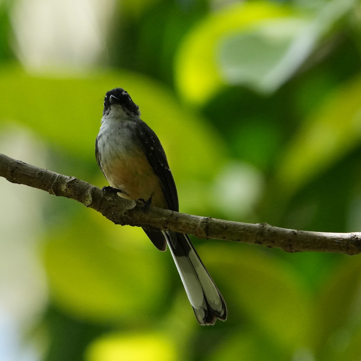 Northern Fantail - ML652961431