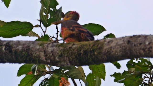 Orange-backed Woodpecker - ML652962746