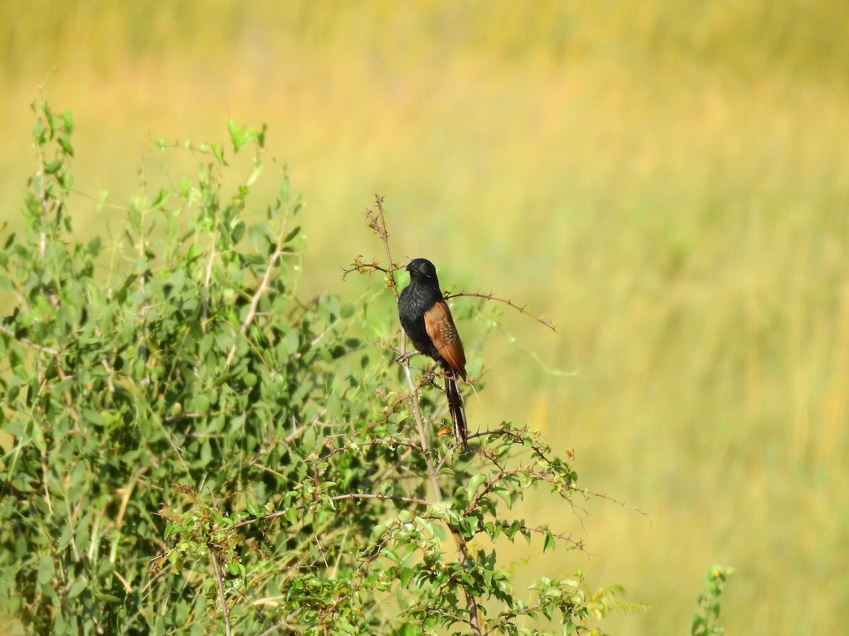 Black Coucal - ML652963030