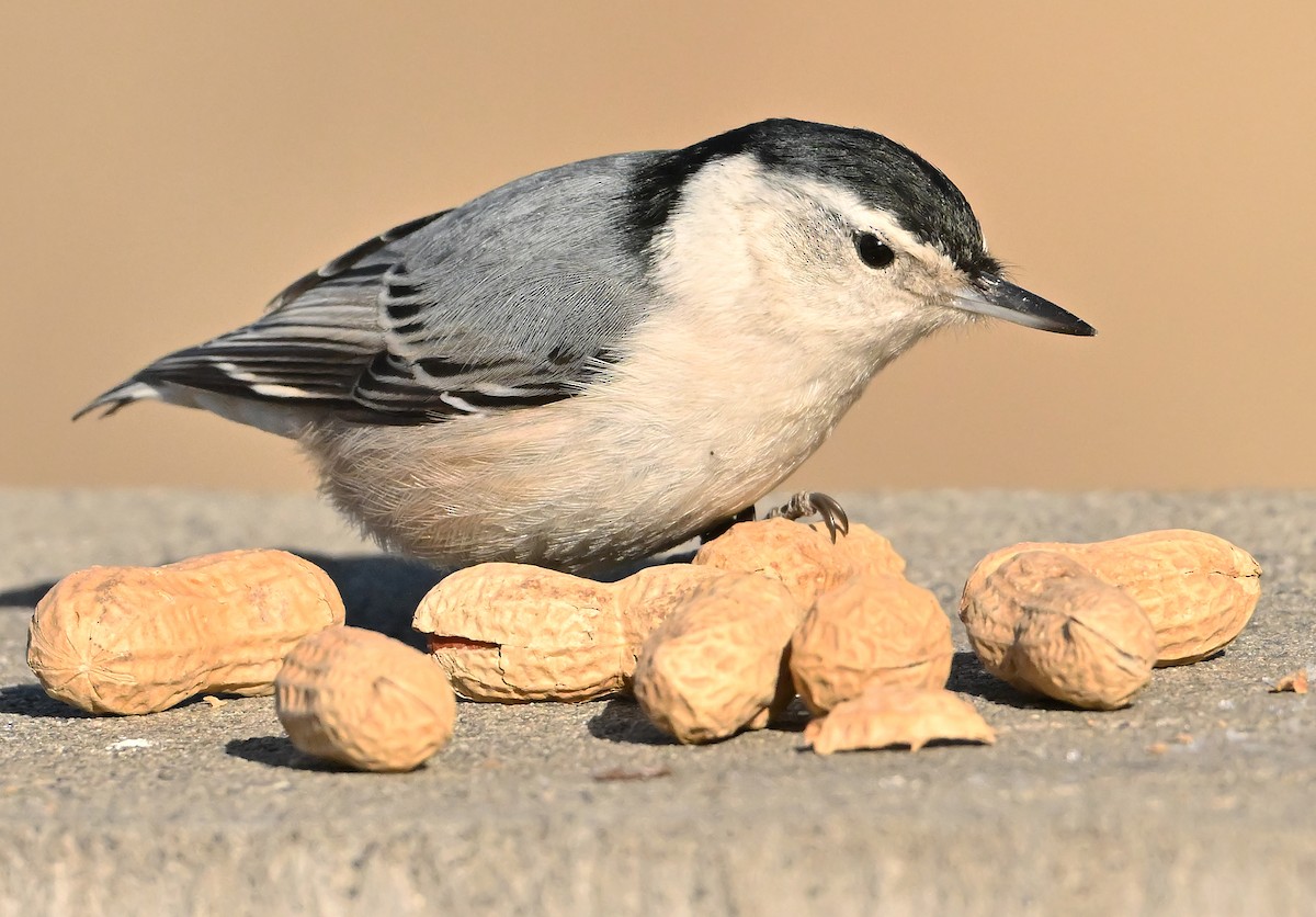 Beyaz Göğüslü Sıvacı - ML652963938