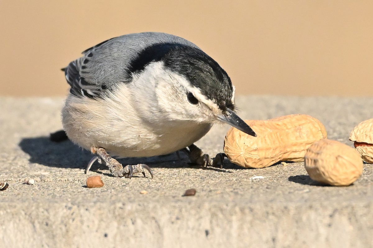 Beyaz Göğüslü Sıvacı - ML652963940