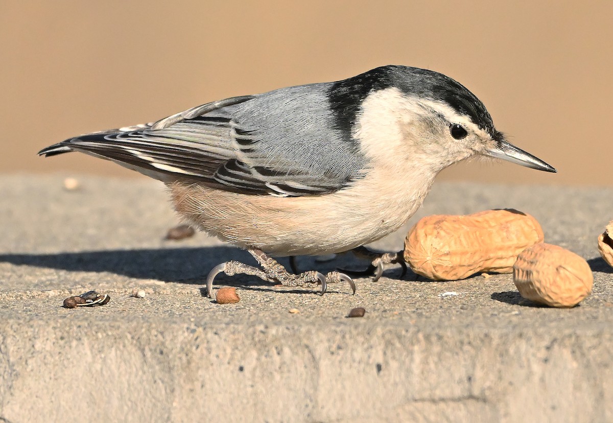 Beyaz Göğüslü Sıvacı - ML652963941