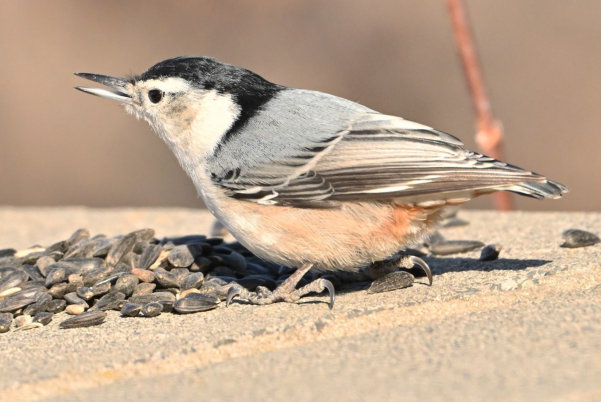 Beyaz Göğüslü Sıvacı - ML652963944