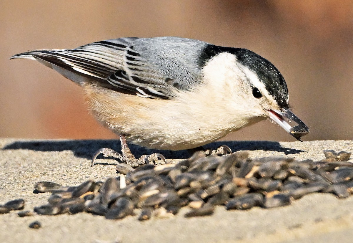 Beyaz Göğüslü Sıvacı - ML652963946