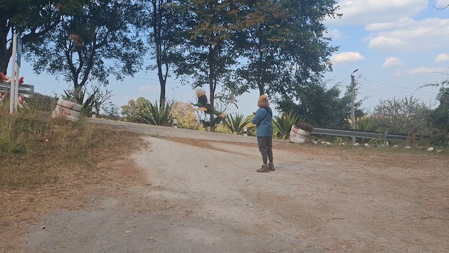 Green Peafowl - ML652963967