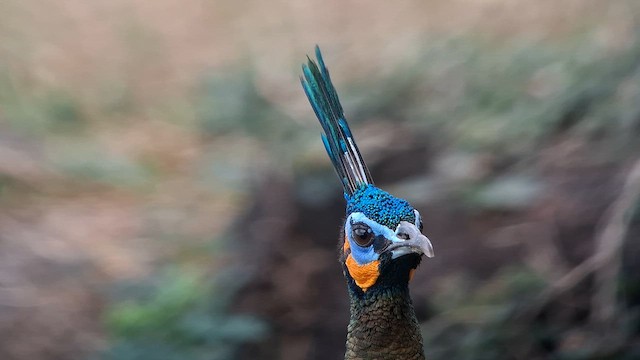 Green Peafowl - ML652963971