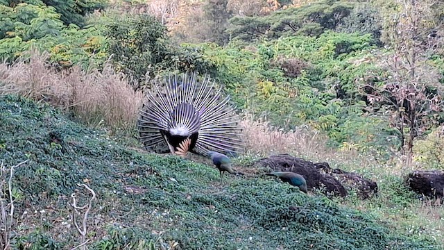 Green Peafowl - ML652963981