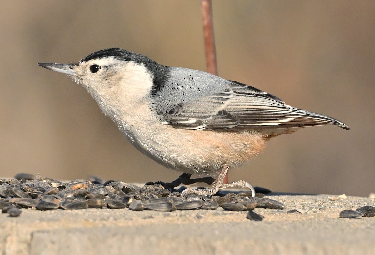 Beyaz Göğüslü Sıvacı - ML652964046