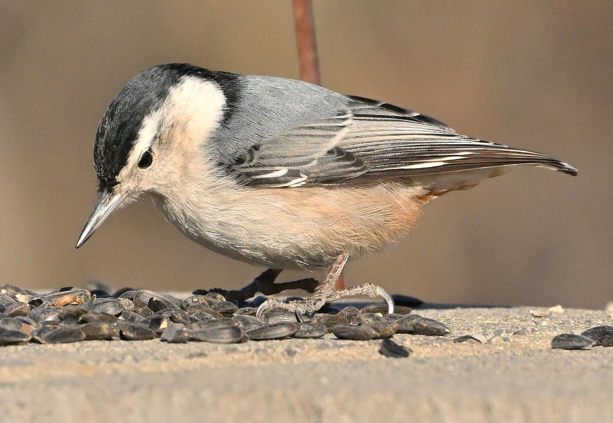 Beyaz Göğüslü Sıvacı - ML652964048