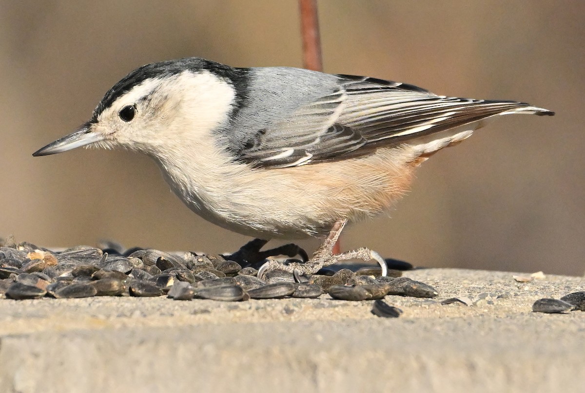 Beyaz Göğüslü Sıvacı - ML652964053