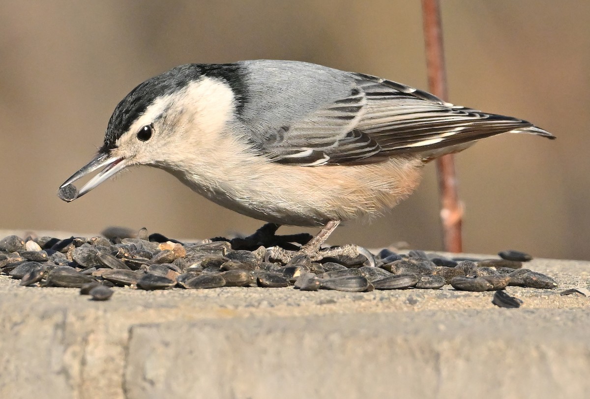 Beyaz Göğüslü Sıvacı - ML652964057