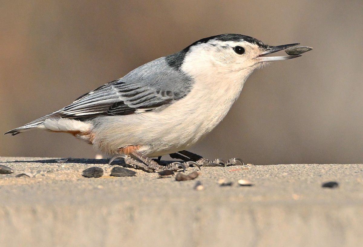 Beyaz Göğüslü Sıvacı - ML652964058