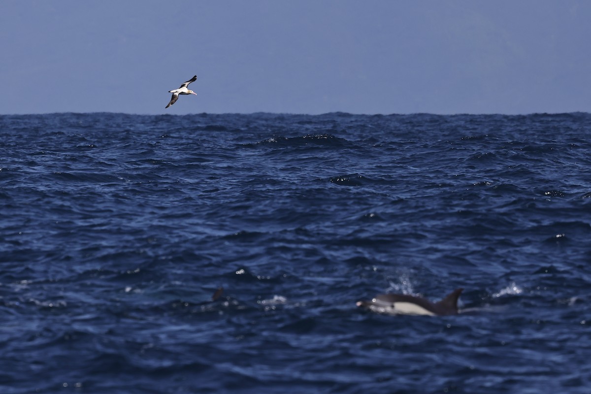 Short-tailed Albatross - ML652965740