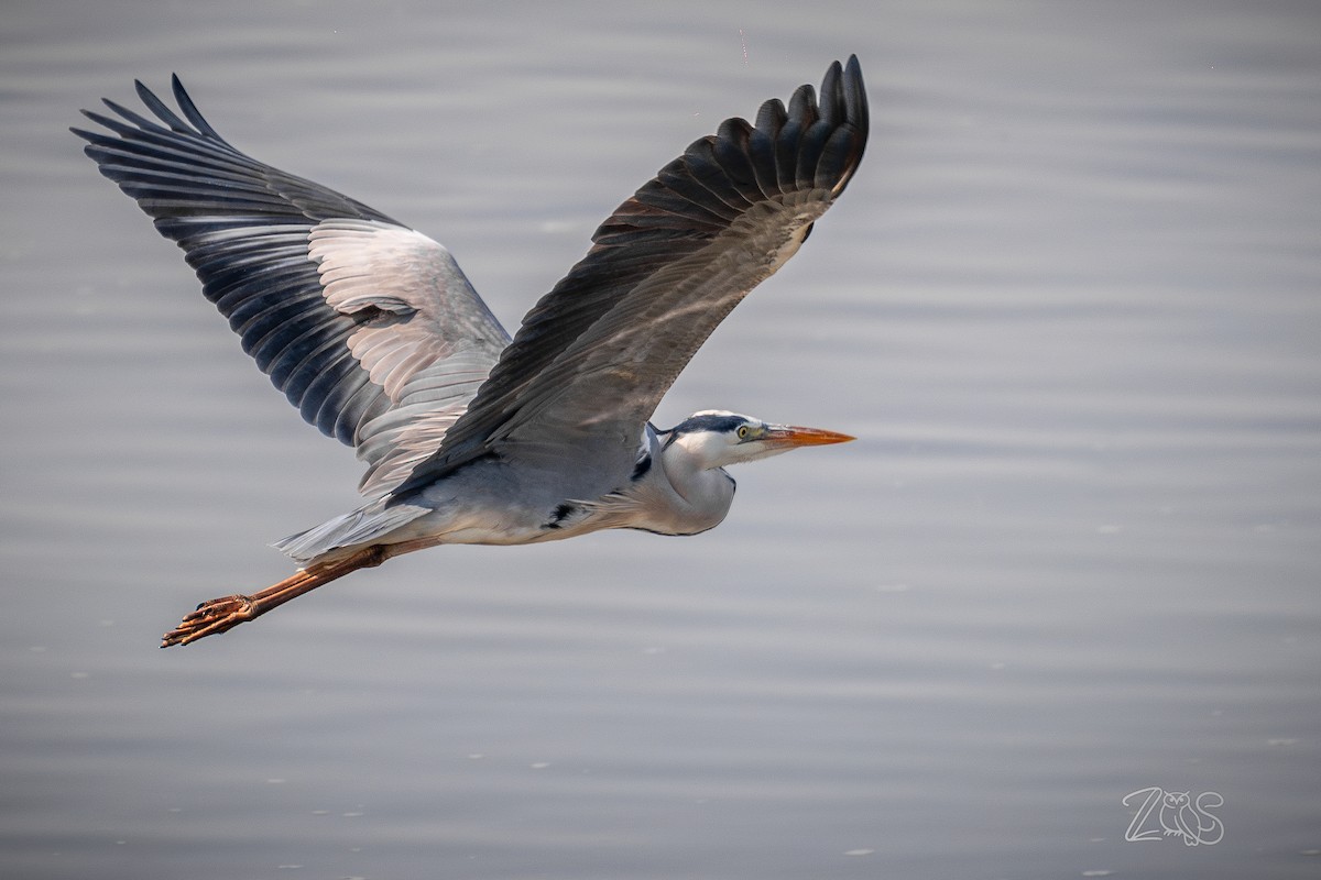 אנפה אפורה (אירואסייתית) - ML652965878