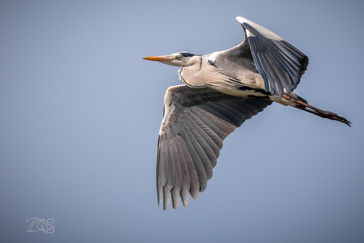 אנפה אפורה (אירואסייתית) - ML652965879