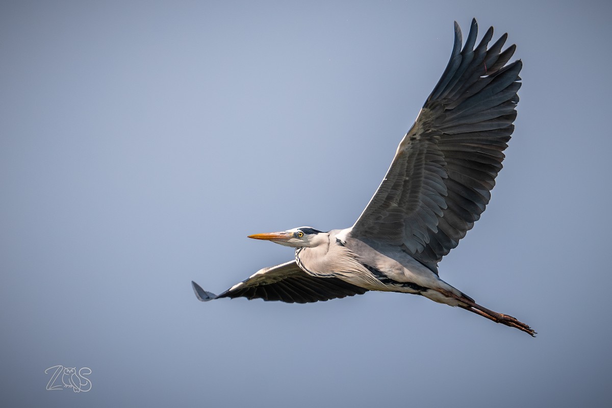 אנפה אפורה (אירואסייתית) - ML652965880