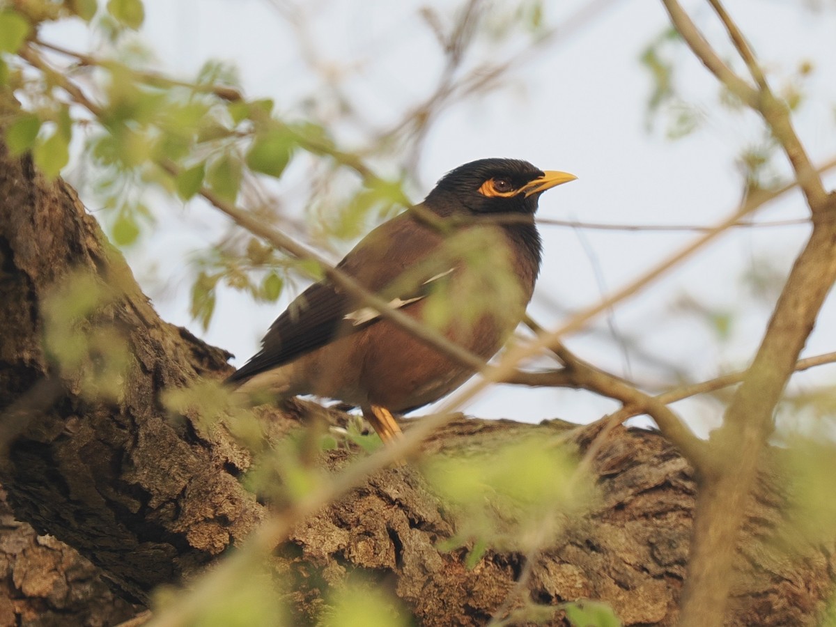 מיינה מצויה - ML652965882