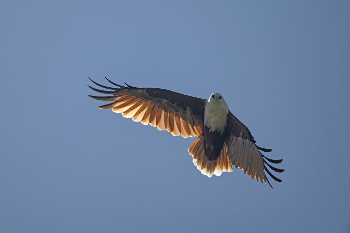 Brahminy Kite - ML652965887