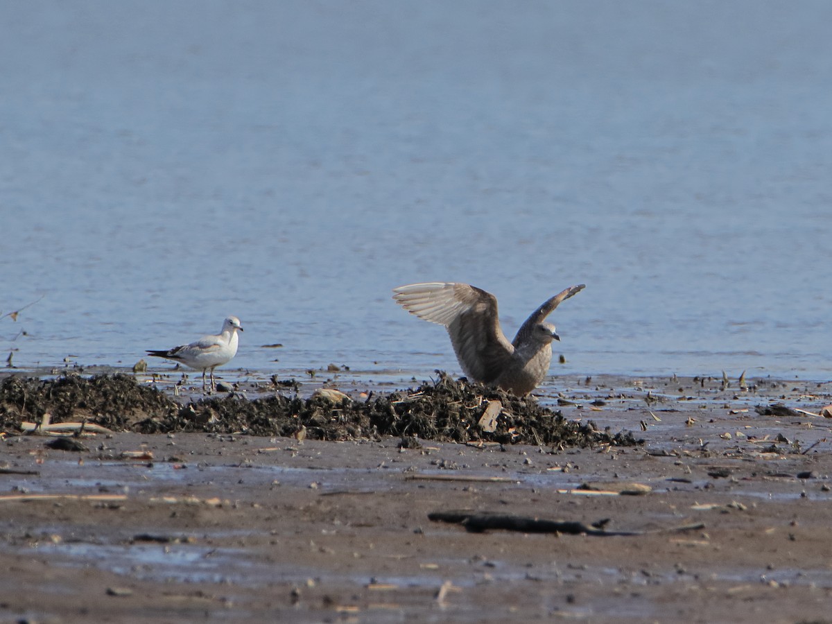שחף מערבי - ML652965888