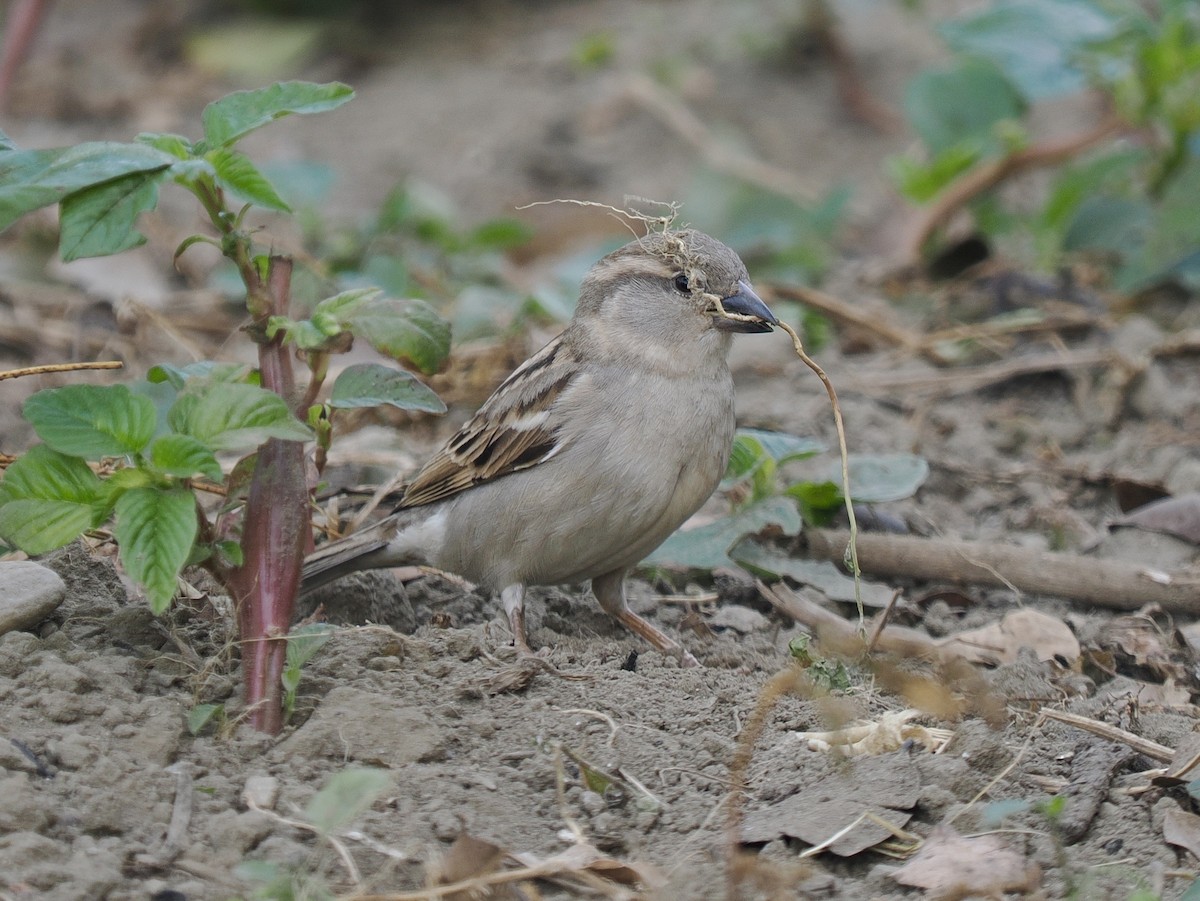דרור הבית - ML652965889