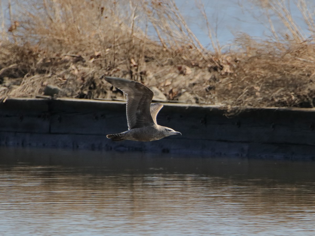 שחף מערבי - ML652965890