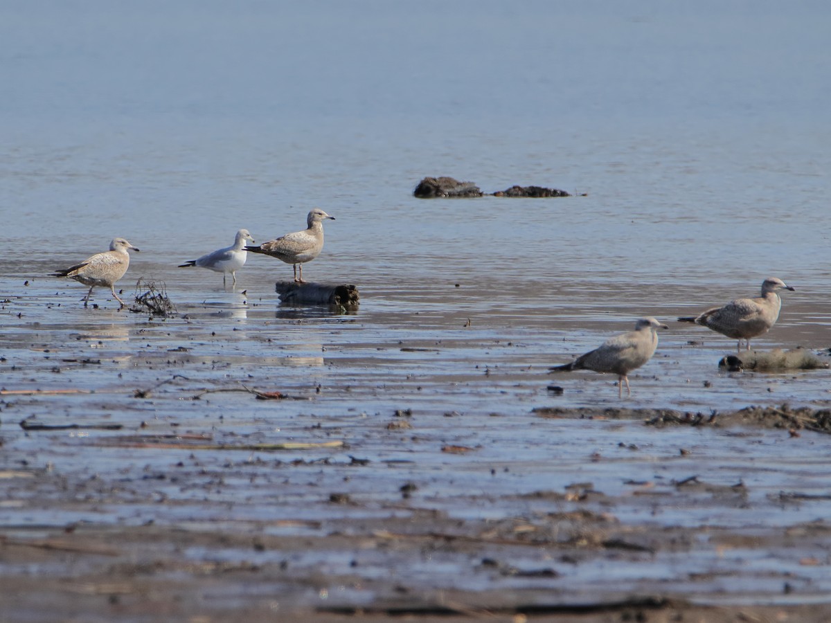 שחף מערבי - ML652965891