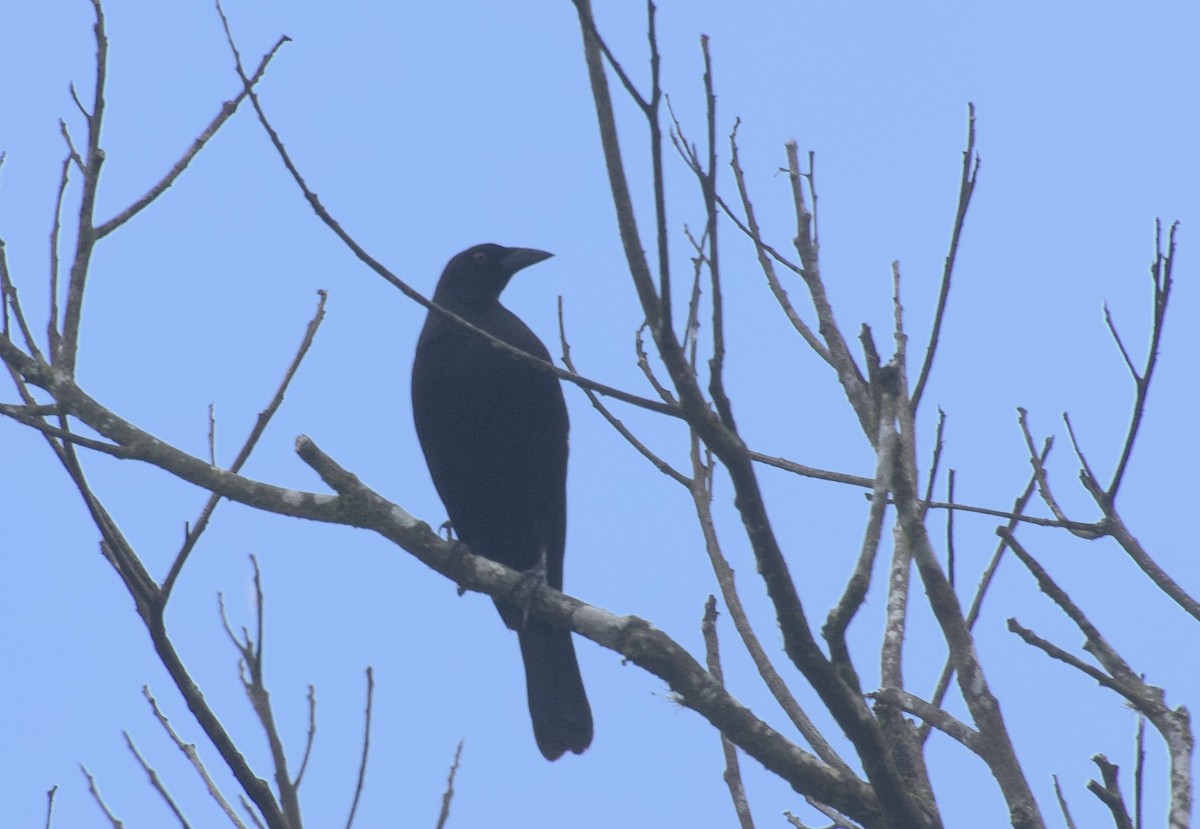 Giant Cowbird - ML652965892