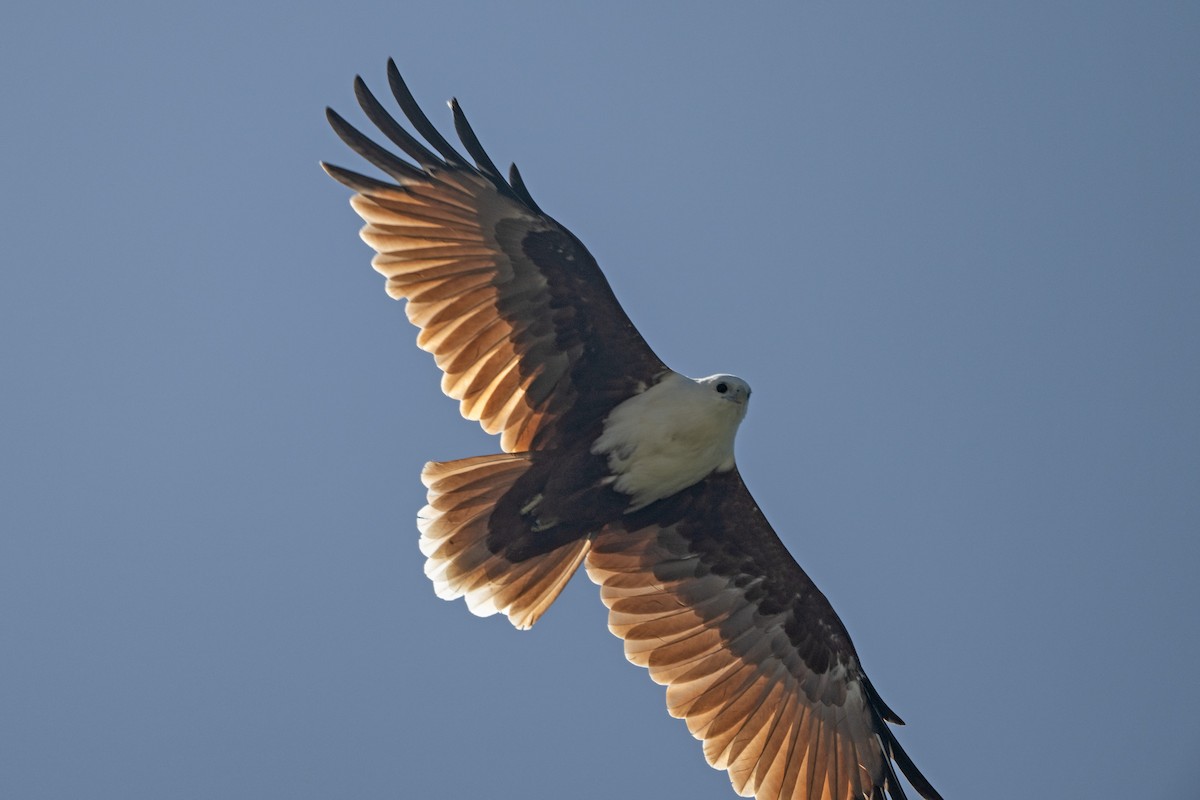 Brahminy Kite - ML652965894