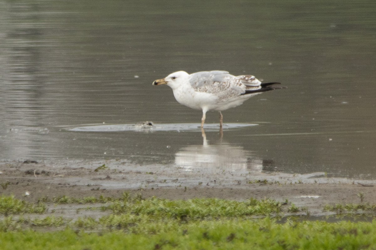 שחף אטלנטי - ML652965895
