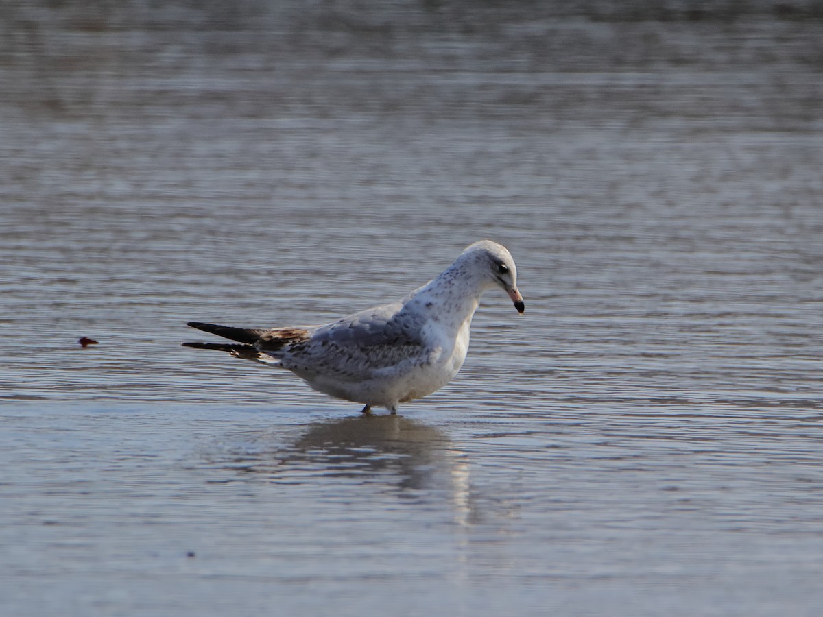 שחף עקוד-מקור - ML652965896