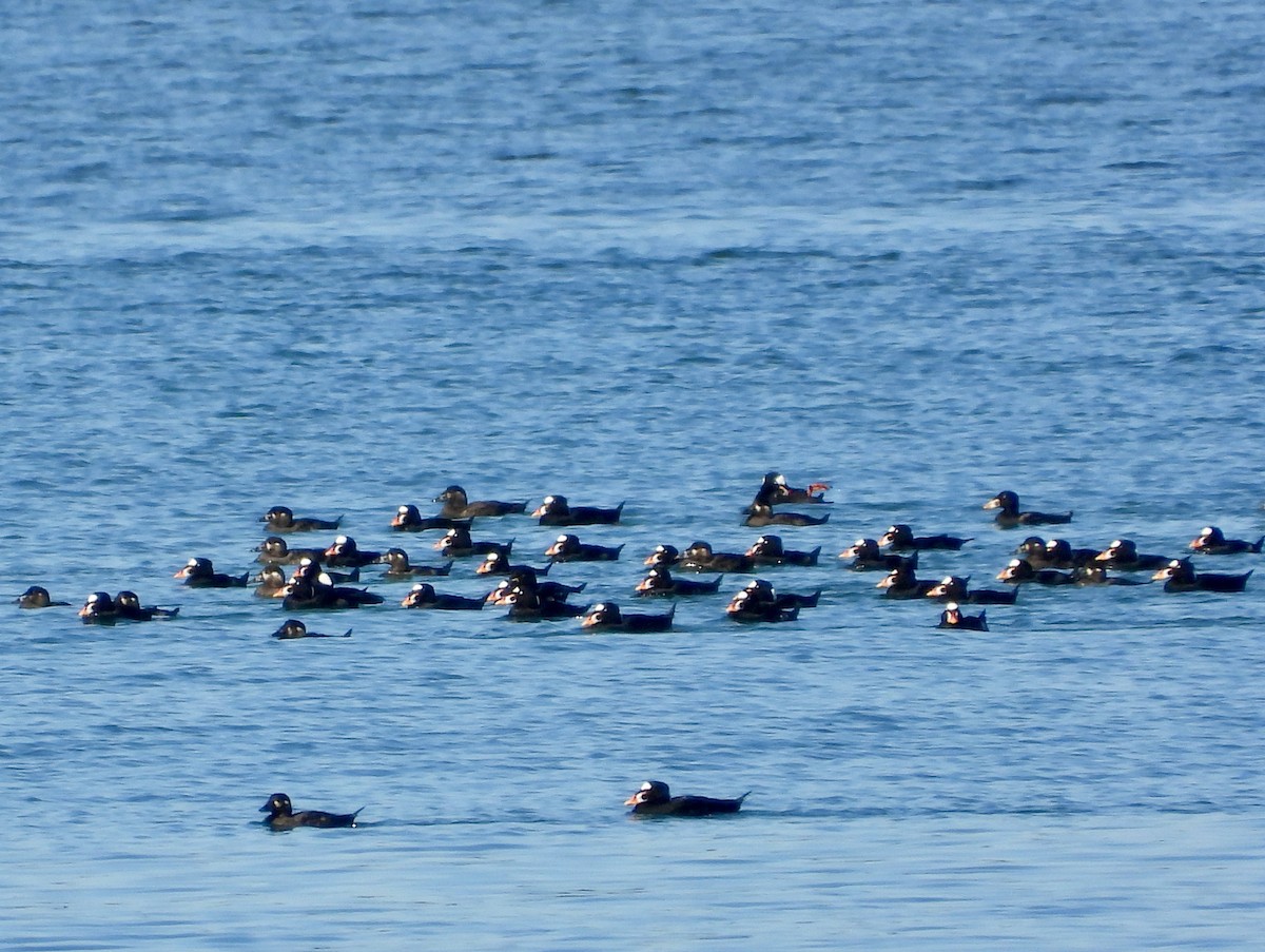 קטיפנית משברים - ML652965897