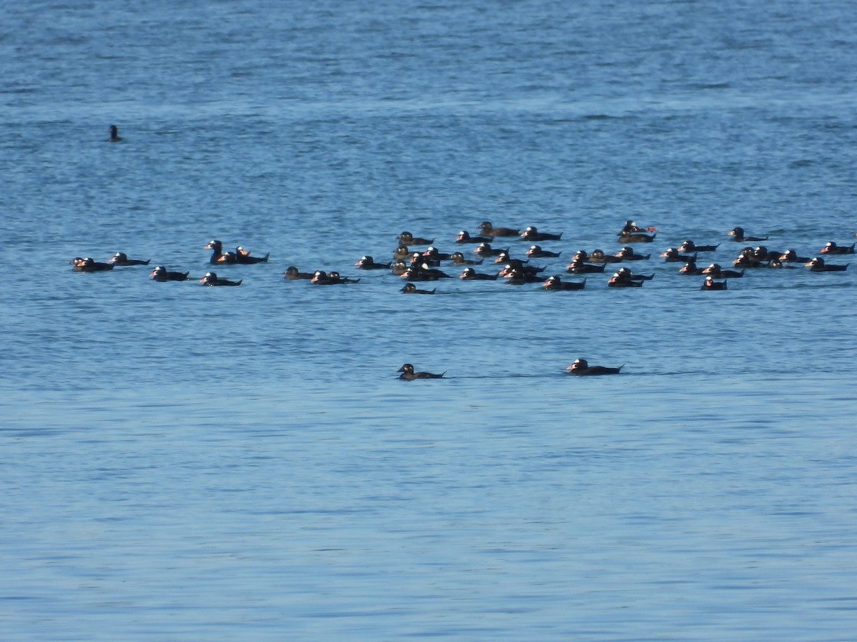 קטיפנית משברים - ML652965898