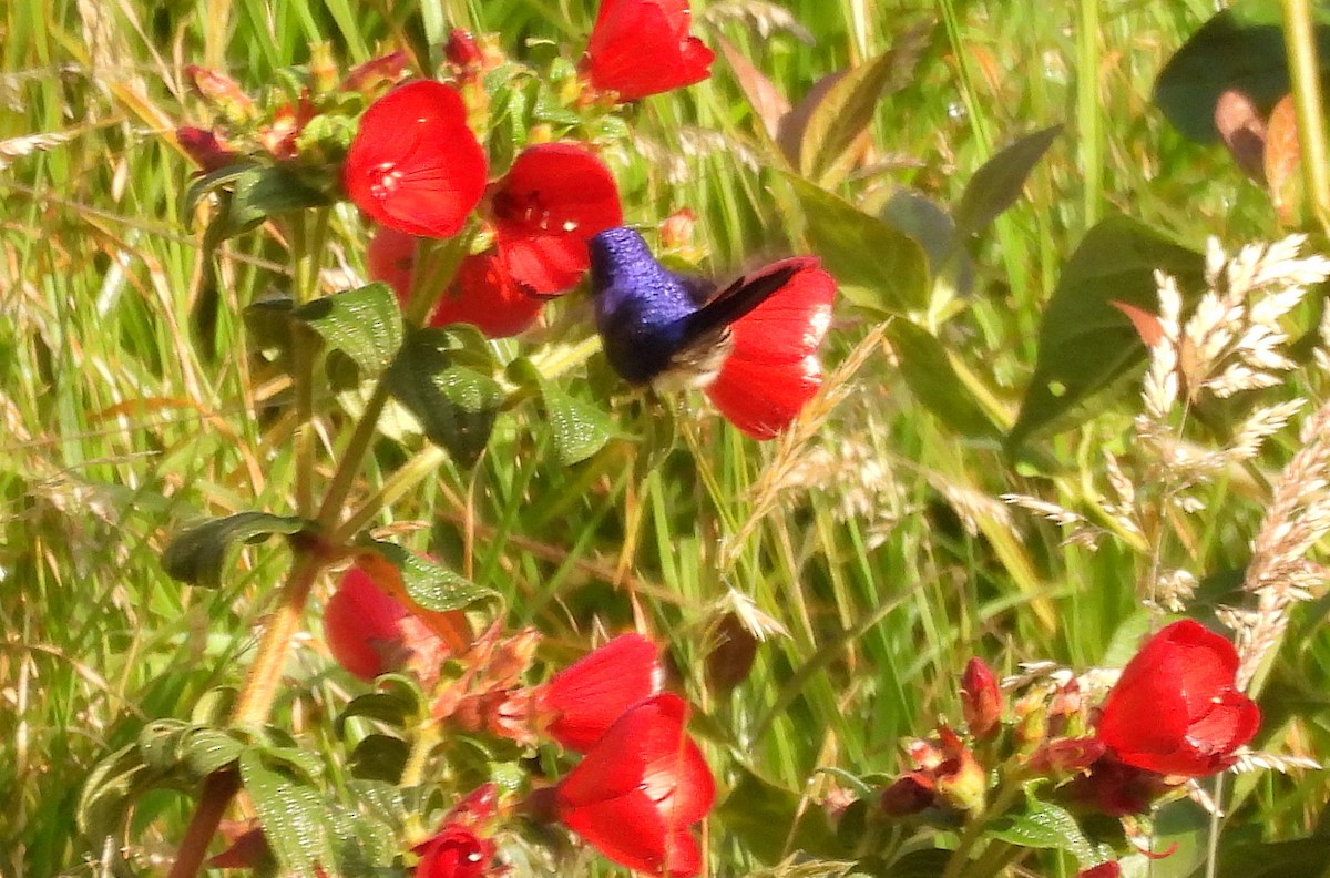 Purple-backed Thornbill - ML652965899